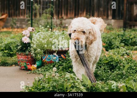Goldendoodle trägt am Sommertag Baumstämme durch den Garten Stockfoto