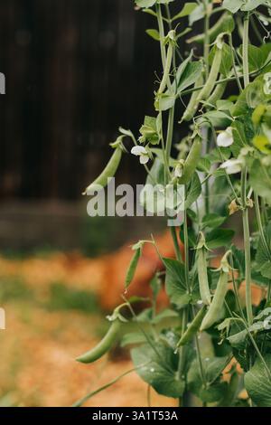 Nahaufnahme von grünen Gartenerbsen, die in einem Spalier in einem Hinterhof wachsen Stockfoto