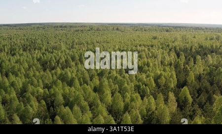 Luftdrohnenaufnahme von wunderschöner Landschaft. Fliegen über die grünen Bäume. Sommermischwald aus der Luft. Blick von oben auf den Mischwald. Stockfoto