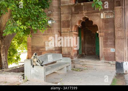 Jodhpur, Rajasthan, Indien - 17. August 2022: Mandore Chhatri Cenotaphs mit komplizierten Schnitzereien, historische Stätte, königliches Denkmal, architektonisches Erbe Stockfoto