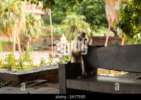 Jodhpur, Rajasthan, Indien - 17. August 2022: Mandore Chhatri Cenotaphs mit komplizierten Schnitzereien, historische Stätte, königliches Denkmal, architektonisches Erbe Stockfoto