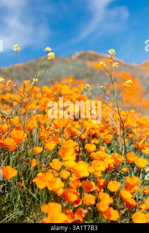 Lebendige California Superbloom mit goldenem Mohn in voller Blüte Stockfoto