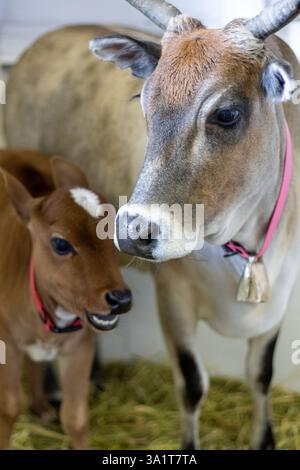 Mini-Zebu-Kuh und Kalb stehen zusammen in einer Scheune mit Heubettwäsche Stockfoto