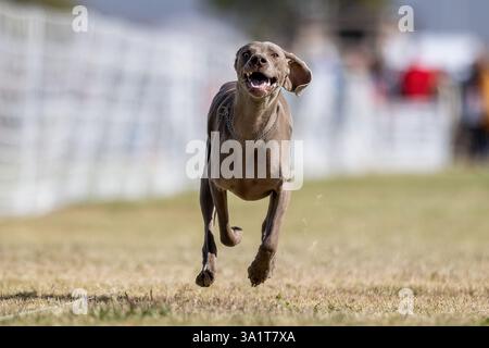 Weimaraner Lure Course Sprint Dog Sport Stockfoto