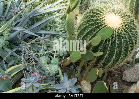 Kakteen verschiedener Arten, Formen und Größen. Sukkulenten Pflanzen. Dornblumen. Kaktusset Stockfoto