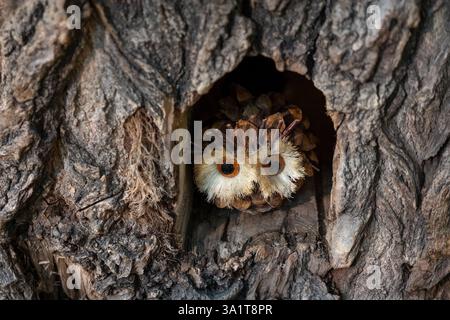 Kleines Eulenspielzeug in einem Loch in einem Baum. Nahaufnahme. Stockfoto
