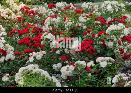 Rosenblumen im Hüttengarten. Blumen im botanischen Park. Englischer Garten mit Zierrosen. Stockfoto