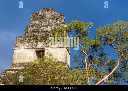 Tempel I in Tikal Maya Site, Guatemala, Zentralamerika Stockfoto