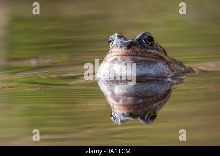 Europäischer oder gemeiner Frosch (Rana temporaria) Stockfoto
