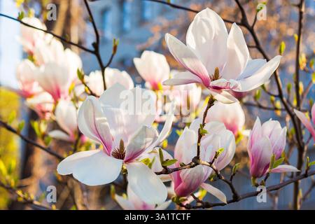 Blühende Magnolie im Morgenlicht. Großer Bud mit Hintergrundbeleuchtung. Rosafarbene Blüten auf den Zweigen des Soulangeana-Baumes im Frühjahr. Sonniger april Stockfoto