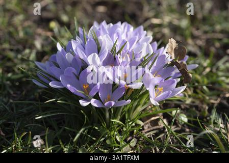 Bunte, violette Krokusse blühen im Grasgebiet, Deutschland Stockfoto
