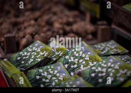 Maigloeckchen Saatgut aufgenommen in Berlin, 22.01.2025. Berlin Deutschland *** Maigloeckchen Samen aufgenommen in Berlin, 22 01 2025 Berlin Deutschland Copyright: XAmreixSchulzx Stockfoto