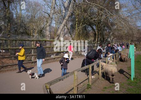 Besucher füttern Schafe auf der Mudchute City Farm, am 9. März 2025 in London, England. Stockfoto