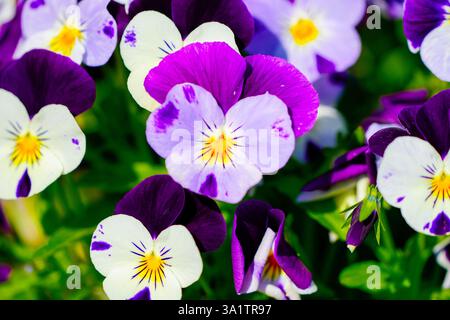 Blume des Stiefmütterchens. Blühende Pflanze in Nahaufnahme. Viola. Stockfoto