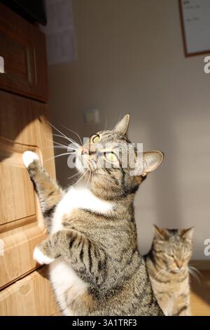 Zwei Tabbykatzen drinnen, eine schläft auf dem Boden, sitzt, beide im warmen Sonnenlicht, sanfte Schatten an der Wand, hölzerne, verspielte Haustiere, Nahaufnahme Katze Stockfoto