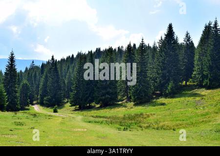 Kiefernwald in den Karpaten. Landschaft mit grünem Grasfeld, blauem Himmel und Bäumen im Hintergrund. Stockfoto
