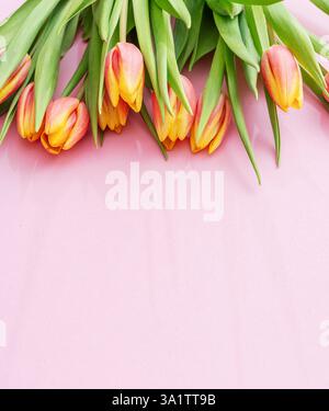 Frühlingsrosa - gelbe Tulpen auf hellrosa Hintergrund. Draufsicht. Stockfoto