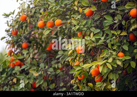 Üppige Orangenzweige gefüllt mit Reifen Früchten vor klarem Himmel in Marokko Stockfoto