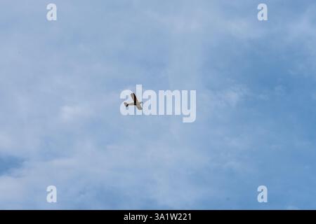 Ein Vintage-Flugzeug, das an einem ruhigen Nachmittag durch einen sanften blauen Himmel über La Roche-Guyon, Frankreich, gleitet Stockfoto
