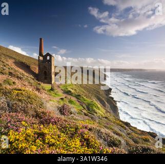 Blühende Ginster und Heidekraut auf den kornischen Klippen rund um das Towan Roath Engine House, die Wheal Coates Tin Mine, St Agnes, Cornwall, England. Sommer Stockfoto