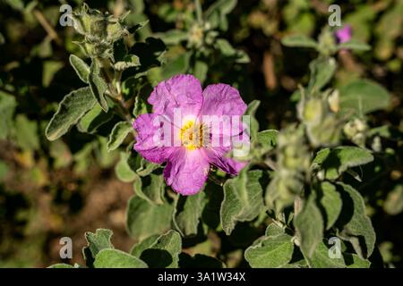 Cistus albidus oder Graublättrige Zistus, Sträucher mit rosa Blüten, im Archäologischen Park von Baratti und Populonia in der Toskana, Italien Stockfoto