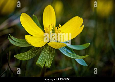 Ein Winterakonit im Frühling Stockfoto