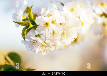 Kirschblüten blühen im Frühling, an einem sonnigen Tag. Stockfoto