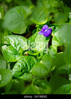 Nahaufnahme eines einzelnen Purple Blended Wild Violets (Viola papilionacea. Nahaufnahme eines violetten Wildveilchens (Viola papilionacea) mit lebendigen, weichen Blütenblättern Stockfoto