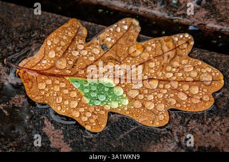 Wassertropfen stehen stolz auf einem grün-braunen, verfaulenden Eichenblatt. Stockfoto