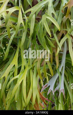 Wunderschnes Platycerium, Staghornfarn, Hirschgeweih, Hornbltter an der  Wand Stockfotografie - Alamy