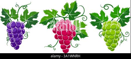 Grüne rote violette Trauben Stock Vektor