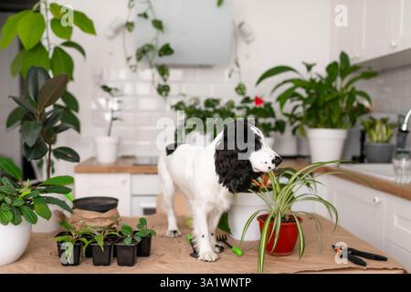 Weißer russischer Spaniel mit schwarzen Ohren. Ein Tisch, auf dem Blumen umgetopft werden Stockfoto