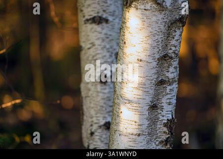 Birken, Betula betula in diesem magischen goldenen Wald. Stockfoto