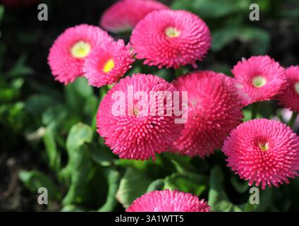 Eine Nahaufnahme der Pink Bellis Perennis „Tasso“ Blumen im Frühling, Großbritannien. Stockfoto