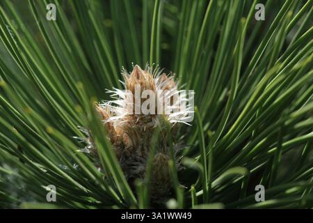 Kiefernknospen im Frühjahr. Blühende Tannenzweige. Junger Kiefernzapfen Stockfoto