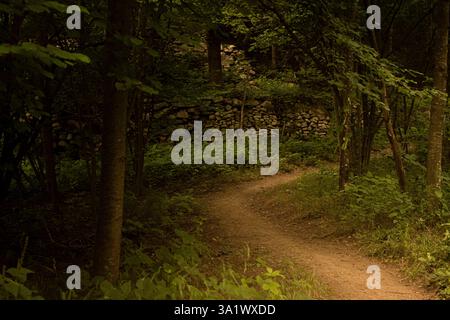 Ein gewundener Schotterweg durch einen dichten grünen Wald, umgeben von üppigem Laub. Ein friedlicher und landschaftlich reizvoller Pfad zum Wandern und Erkunden der Natur. Stockfoto