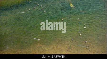 Luftbild, Naturschutzgebiet Bislicher Insel Auenlandschaft, Gänse im Flug über den Alten Rhein, Ginderich, Wesel, Niederrhein, Nordrhein-Wir Stockfoto