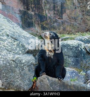 Brillenbär (Tremarctos ornatus), Andenbär Stockfoto
