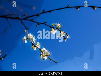 Blossoms-Tkemali (georgianische ტყემალი) ist eine georgianische Soße, die hauptsächlich aus Kirschpflaume hergestellt wird; Alucha und Rotblattpflaume sind ebenfalls gängige Pflaumensorten Stockfoto
