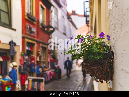 Charmante Straßenszene mit Schwerpunkt auf einem Blumentopf mit violetten Blumen, die an einer Wand hängen, in Bremen, Deutschland. Stockfoto