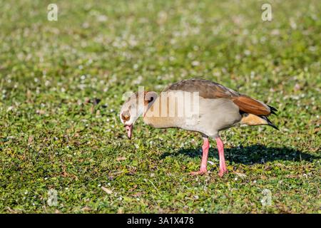 Ägyptische Gans auf Gras am Max-Eyth-See-Ufer. Aufgenommen in hellem Winterlicht in Stuttgart, Baden Wuttenberg, Deutschland Stockfoto