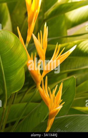 Heliconia Golden Fackel (Heliconia psittacorum) Pflanze in der Blüte Stockfoto