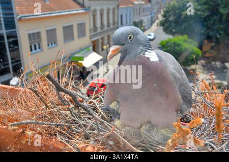 Eine Taube wärmt die kleinen Tauben. Ein Paar Tauben baute ein Nest auf der Fensterbank. Das Taubenleben in der Stadt Stockfoto