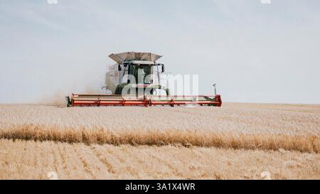 Ein großer Traktor fährt durch ein Weizenfeld. Der Traktor zieht einen großen Getreideerntemaschine hinter sich. Das Feld ist größtenteils leer und aktiviert Stockfoto