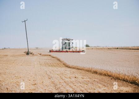 Ein Traktor fährt durch ein Weizenfeld. Der Traktor zieht einen Mähdrescher hinter sich. Das Feld ist leer und der Himmel ist klar Stockfoto