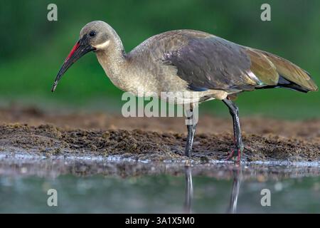 Hadada ibis (Bostrychia hagedash) aus Zimanga, Südafrika Stockfoto