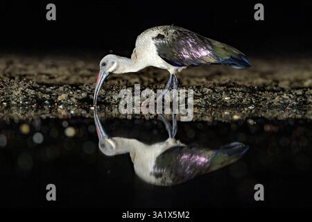 Hadada ibis (Bostrychia hagedash) aus Zimanga, Südafrika Stockfoto