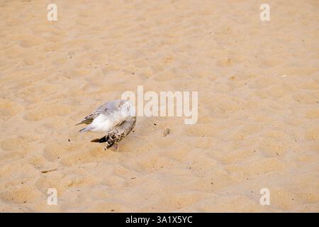 In einem frischen Morgenlicht im März wird eine junge Möwe am Sandstrand von Kołobrzeg in der polnischen Woiwodschaft Westpommern gefangen, indem sie ihre Federn verputzt. Stockfoto