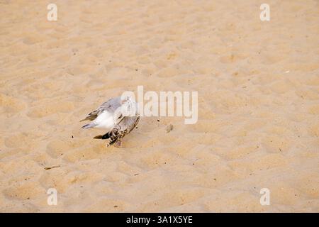 Eine empfindliche Luftaufnahme aus Kołobrzeg, Polen, zeigt eine junge Möwe am Sandstrand, die ihre Federn sorgfältig vor einer ruhigen Kulisse anordnet Stockfoto