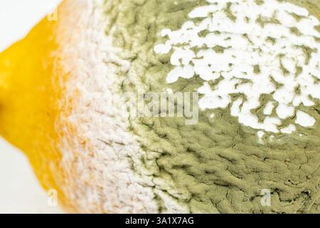 Schimmel auf Zitrone, verdorbene Früchte, Schimmel Nahaufnahme auf Zitrusfrüchten. Stockfoto